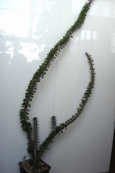 Alluaudia_procera_Smeyko_FG.JPG
