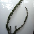 Alluaudia_procera_Smeyko_FG.JPG