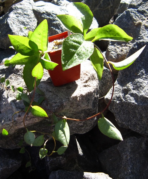 Anredera_cordifolia.JPG