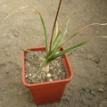 Bulbine_frutescens.JPG