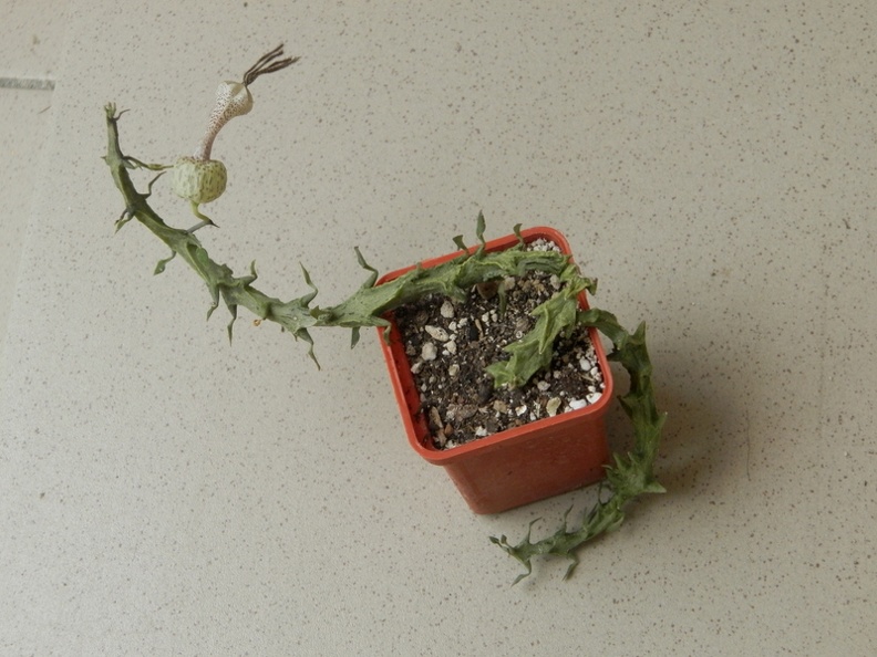 Ceropegia_simoneae__Green_bizarre_form.JPG