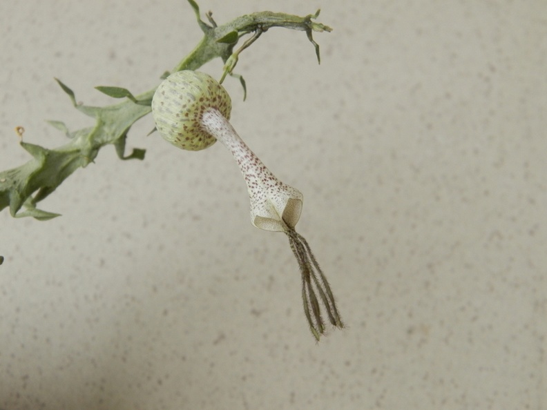 Ceropegia_simoneae__Green_bizarre_form__2.JPG