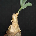 Cyphostemma bainesii Smeyko FG