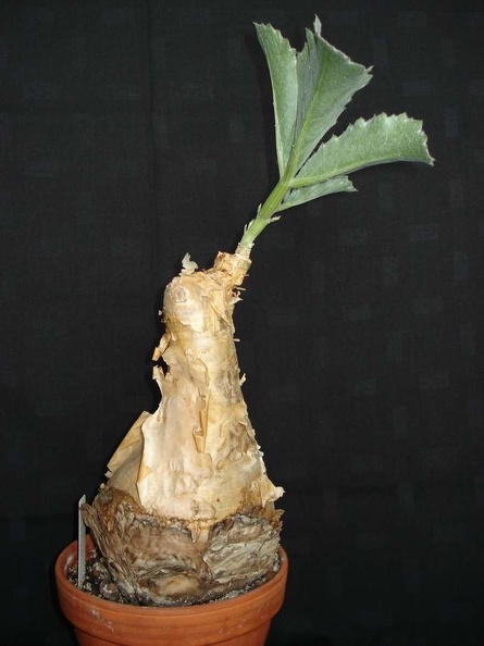 Cyphostemma_bainesii_Smeyko_FG.JPG