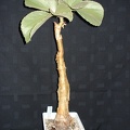 Cyphostemma_currorii__cramerana__Smeyko_FG.JPG