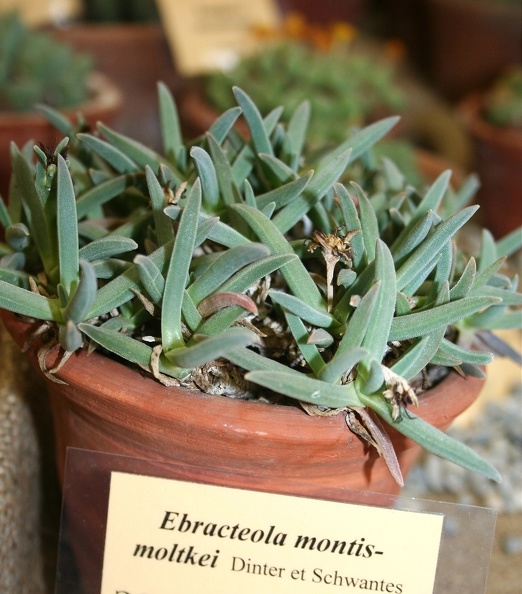 Ebracteola_montis-moltkei.JPG