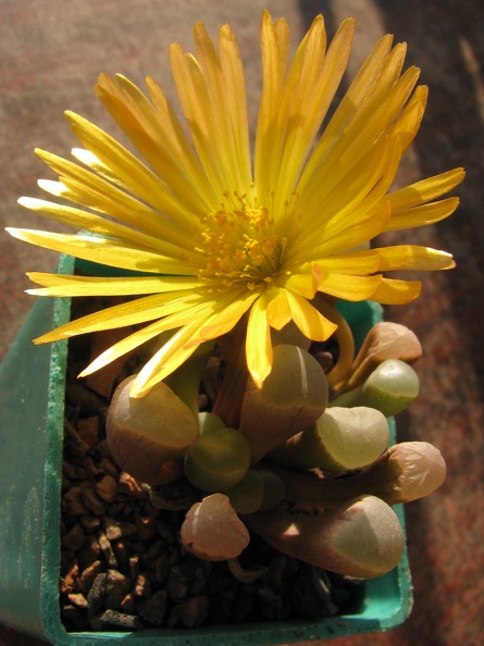 Fenestraria_aurantiaca.jpg