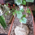 Gerrardanthus_macrorhizus.jpg