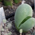 Gibbaeum_album.jpg