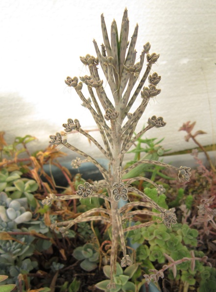 Kalanchoe__Bryophyllum__tubiflorum.JPG