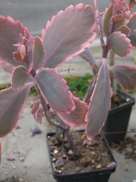 Kalanchoe_fedtschenkoi.jpg