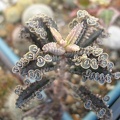 Kalanchoe_serrata.JPG