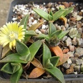 Nananthus_transvaalensis.JPG