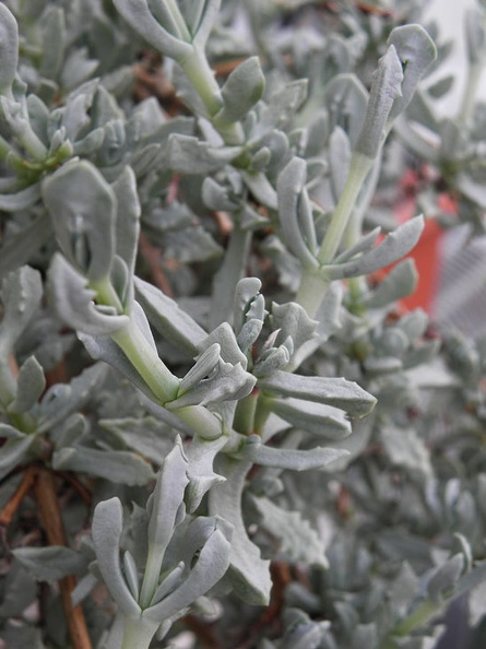 Oscularia_deltoides.jpg