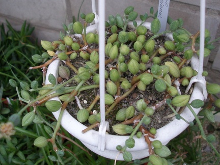 Senecio herreianus (2390 відвідувань) Senecio herreianus