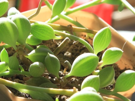 Senecio herreianus 001 (2406 відвідувань) Senecio herreianus 001