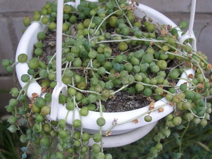 Senecio rowleyanus (2440 відвідувань) Senecio rowleyanus