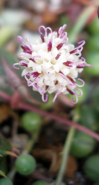Senecio_rowleyanus_flower.JPG