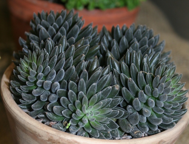 Sinocrassula_yunnanesis.JPG