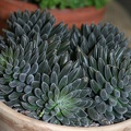 Sinocrassula_yunnanesis.JPG