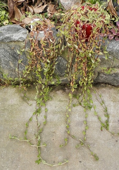Tradescantia_fluminensis.JPG