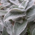 Tradescantia sillamontana Iv FG