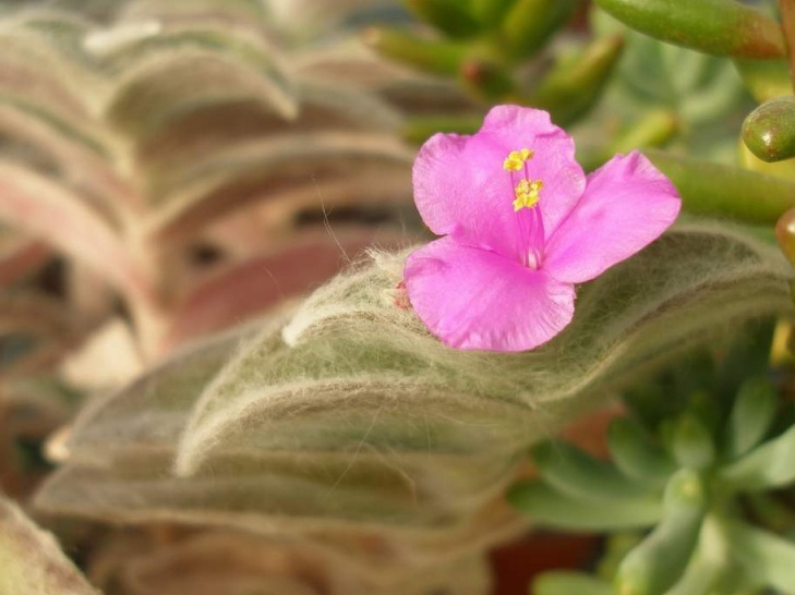 Tradescantia sillamontana flower Iv FG (1990 відвідувань) Tradescantia sillamontana flower Iv FG