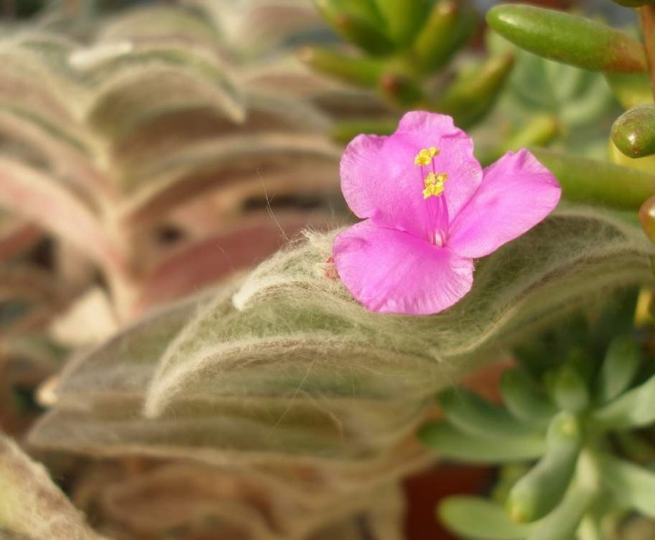 Tradescantia_sillamontana_flower_Iv_FG.jpg