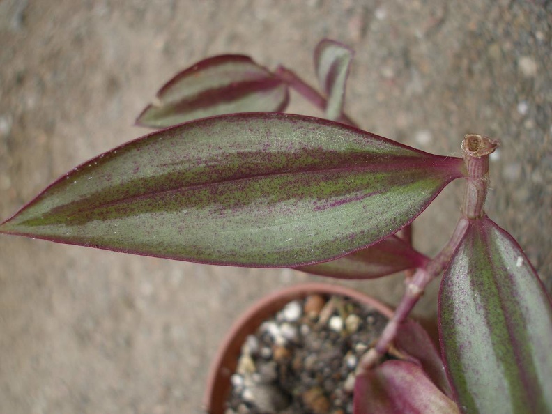 Tradescantia_zebrina_Iv.JPG
