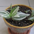 radescantia albiflora f  albovittata