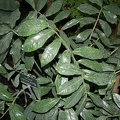 Zamioculcas zamiifolia