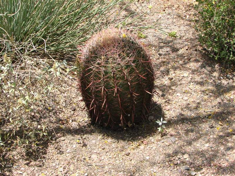 Ботанический сад штата Аризона (США)