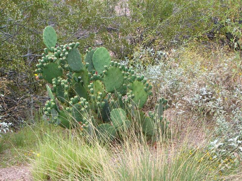 Ботанический сад штата Аризона (США)