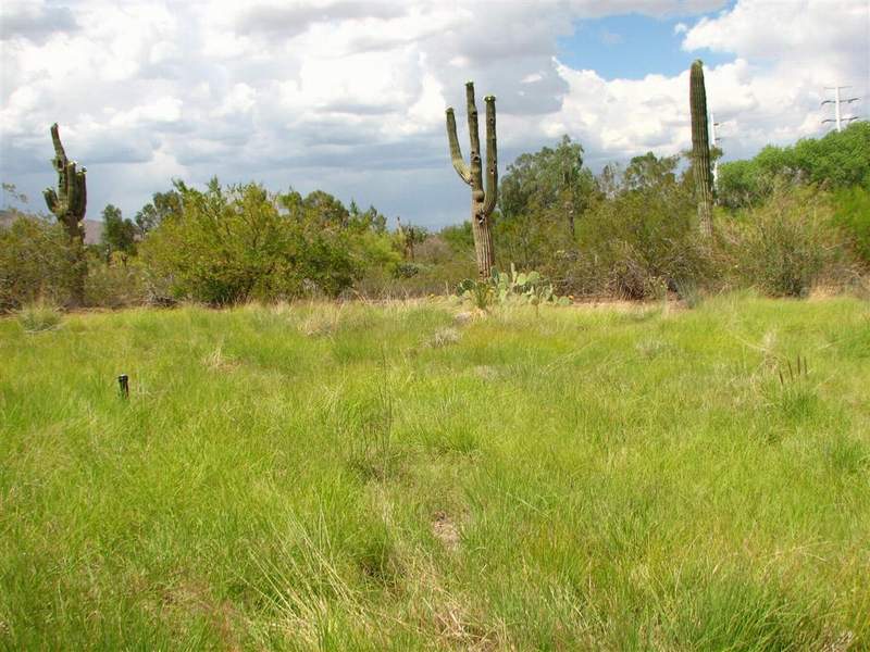 Ботанический сад штата Аризона (США)