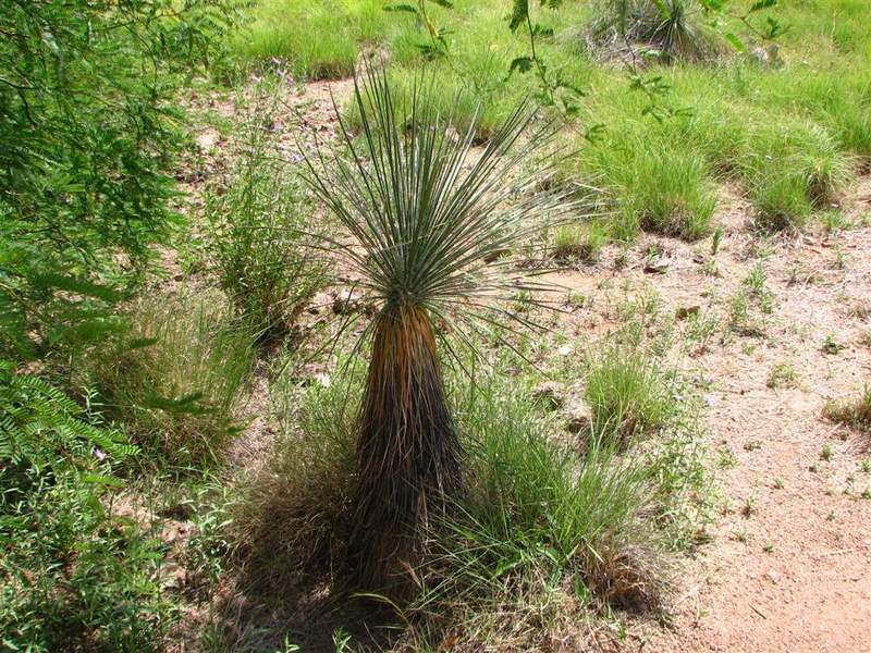 Ботанический сад штата Аризона (США)