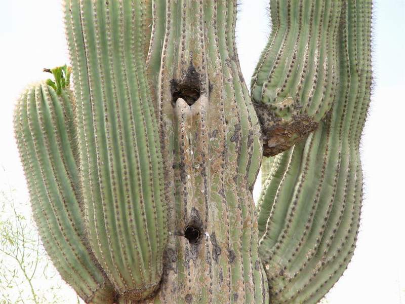 Ботанический сад штата Аризона (США)