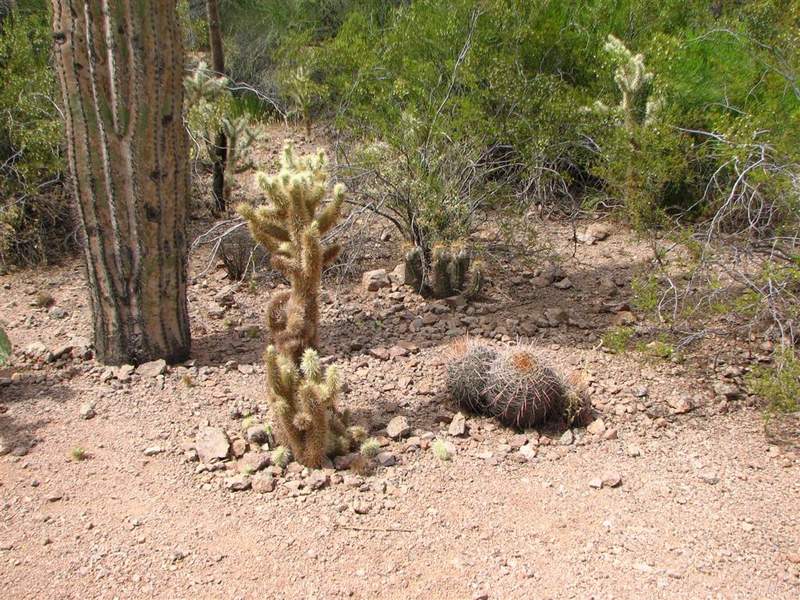 Ботанический сад штата Аризона (США)