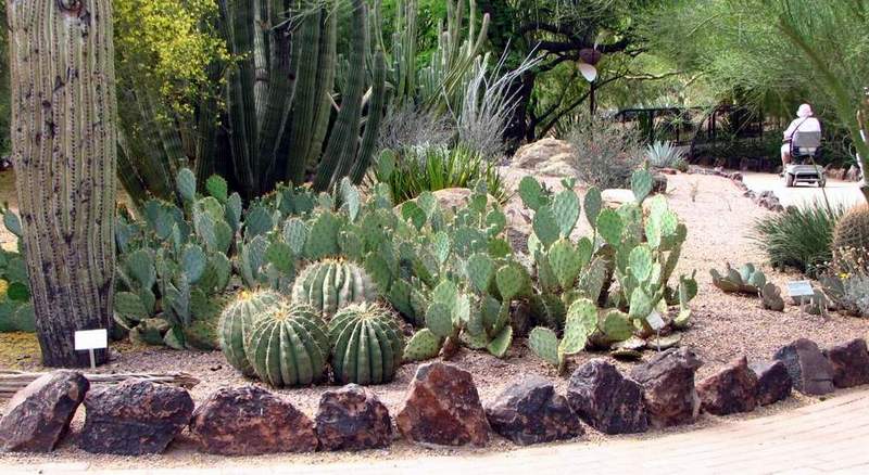 Ботанический сад штата Аризона (США)