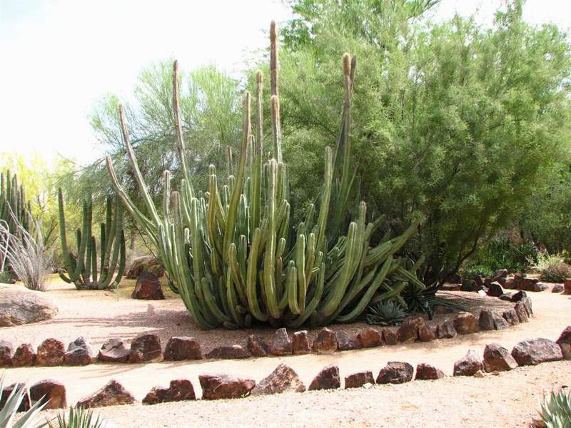 Ботанический сад штата Аризона (США)