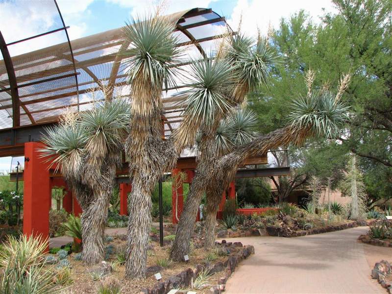 Ботанический сад штата Аризона (США)