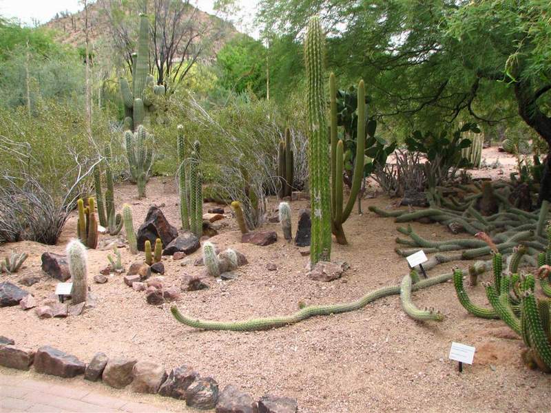 Ботанический сад штата Аризона (США)