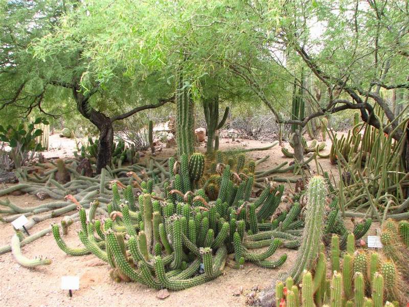 Ботанический сад штата Аризона (США)