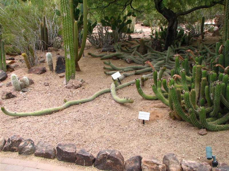 Ботанический сад штата Аризона (США)