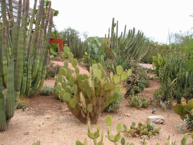 Ботанический сад штата Аризона (США)