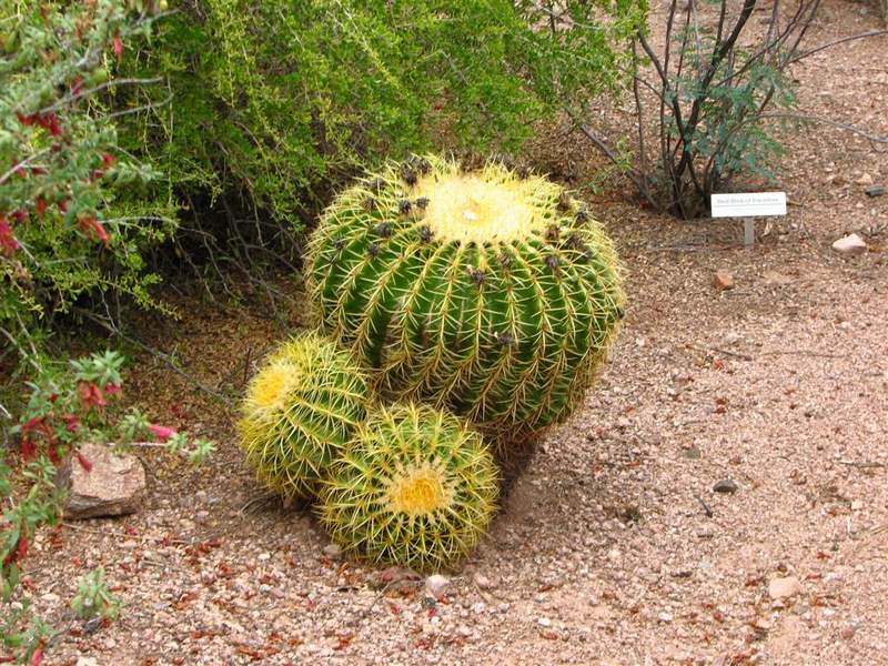 Ботанический сад штата Аризона (США)