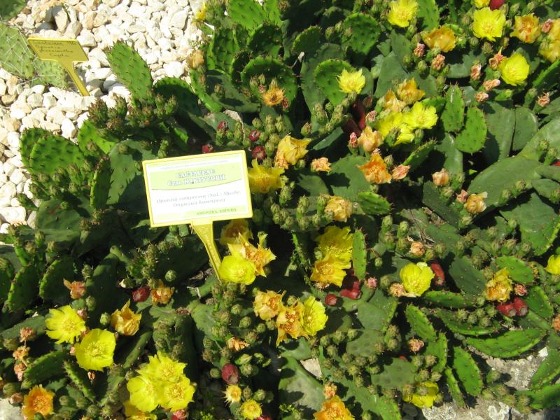 Ботанический сад в Балчике (Болгария) 2008