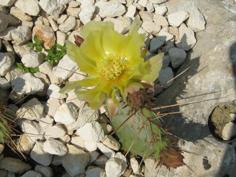 Ботанический сад в Балчике (Болгария) 2008