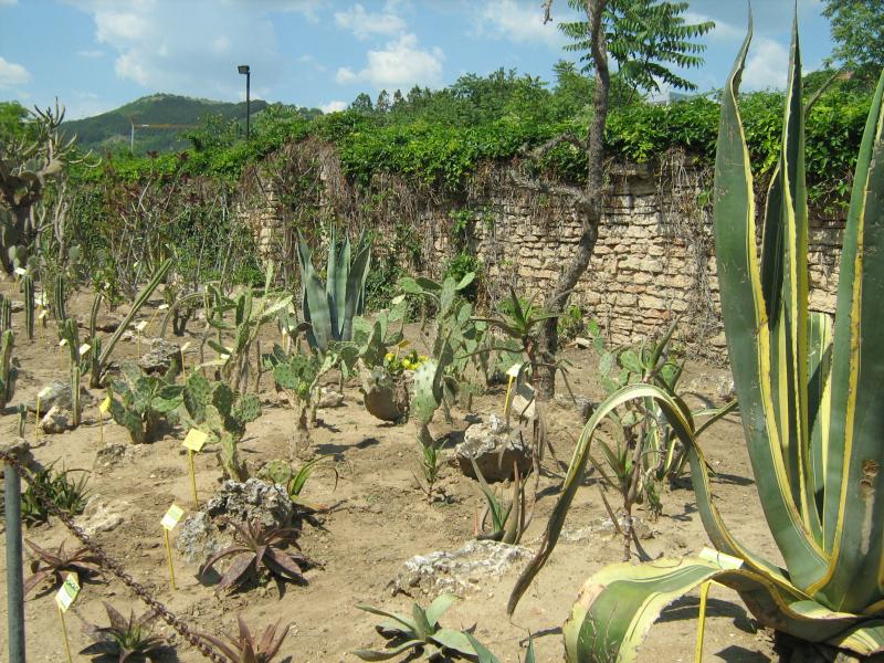 Ботанический сад в Балчике (Болгария) 2008