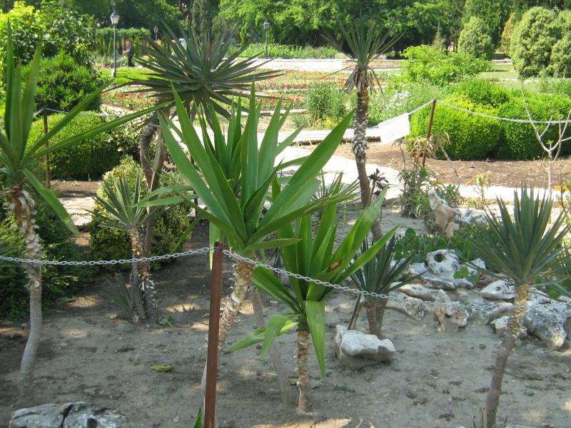 Ботанический сад в Балчике (Болгария) 2008