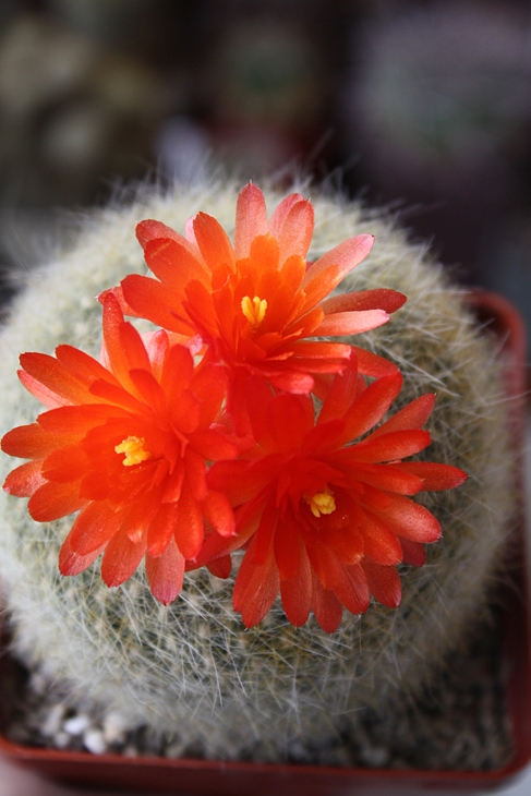 Brasilicactus haselbergii (2293 відвідувань) Brasilicactus haselbergii